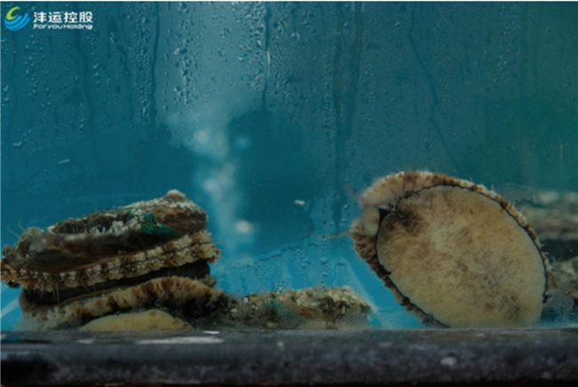 沣运鲍鱼西南活鲍交易中心在成都开业 全产业链战略布局西南市场